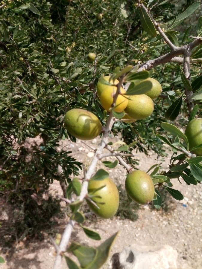 Argan 4