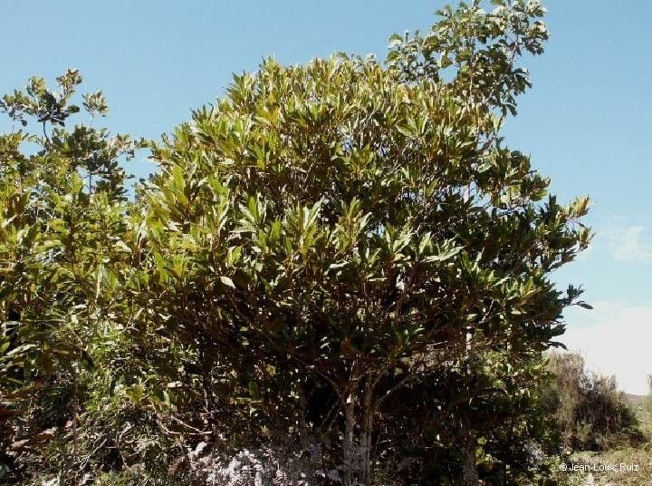 Macaranga 3