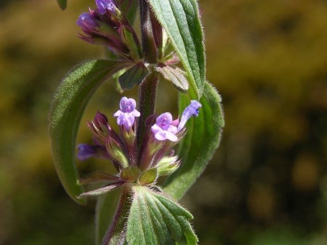 Dracocephalum thymiflorum 6