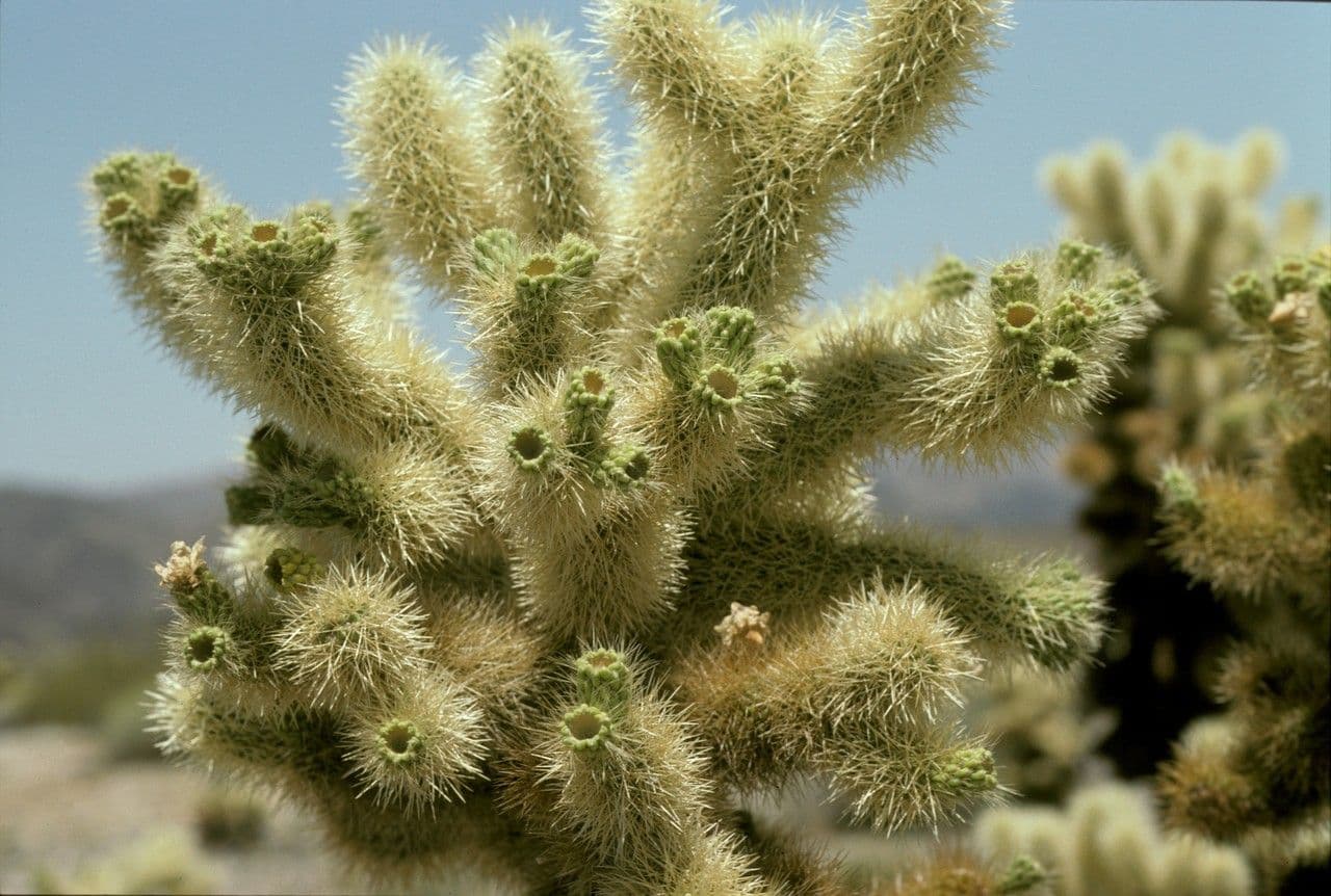 Cholla orsacchiotto