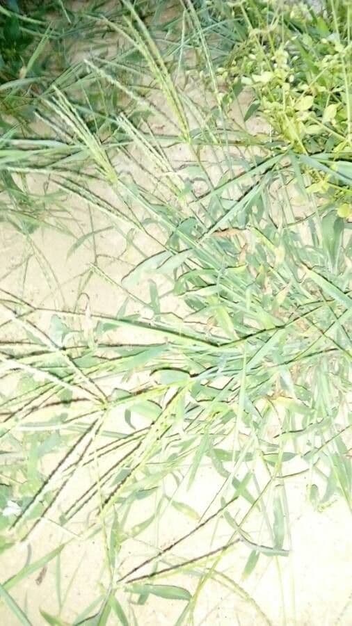 Paspalum scrobiculatum 13