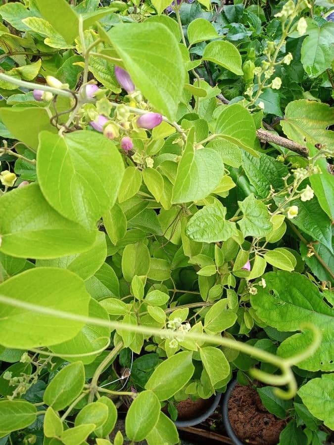 Amphilophium paniculato 12