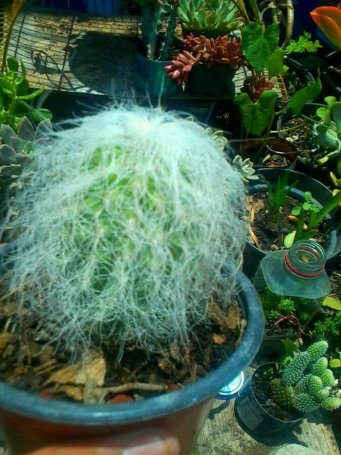 Espostoa 2