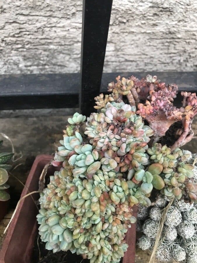 Graptopetalum 2