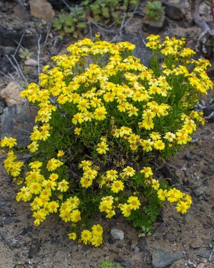 Senecio