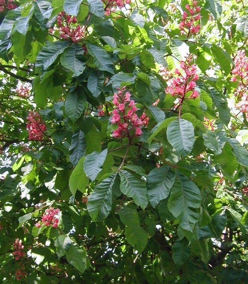 Ippocastano rosso 6