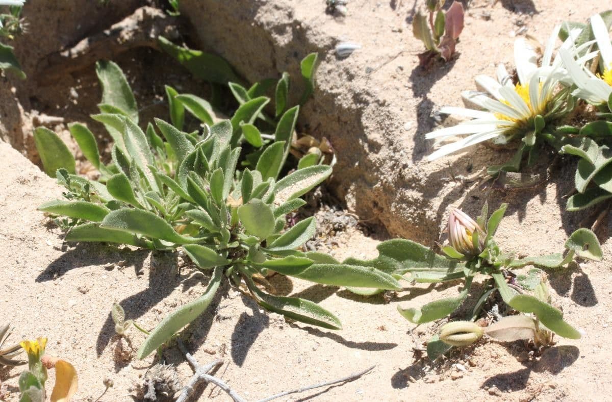 Asteriscus 11