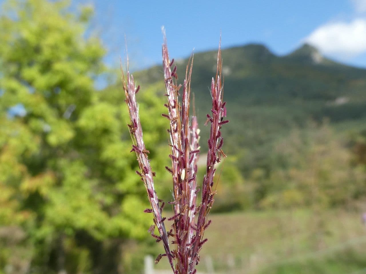 Gewöhnliches Bartgras 10