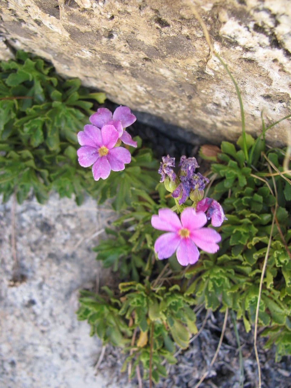 Primula 10