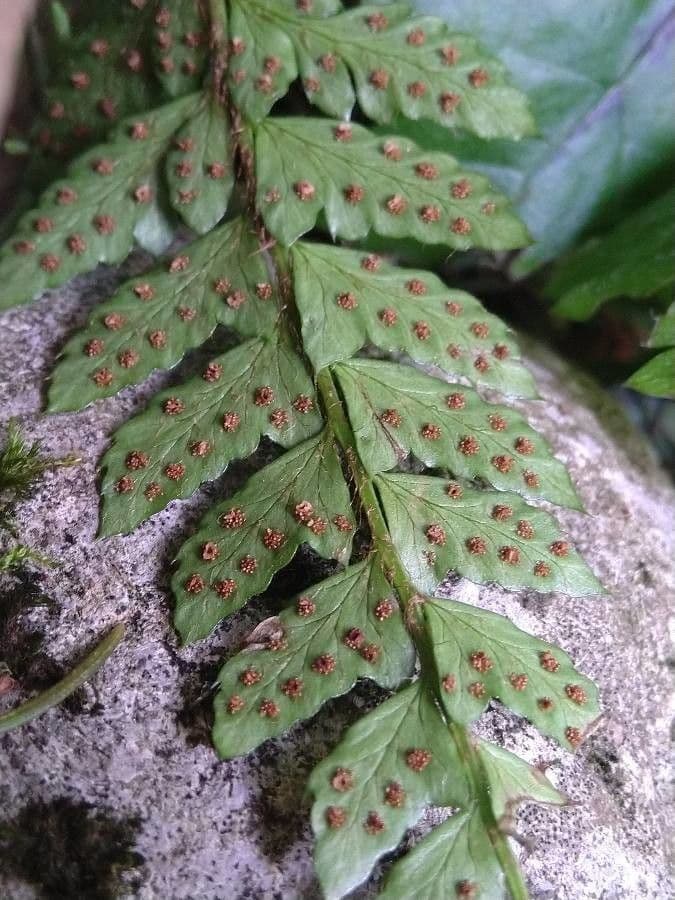 Polystichum polyblepharum