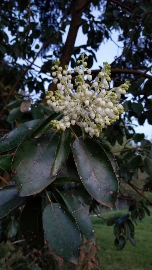 Arbutus menziesii 6