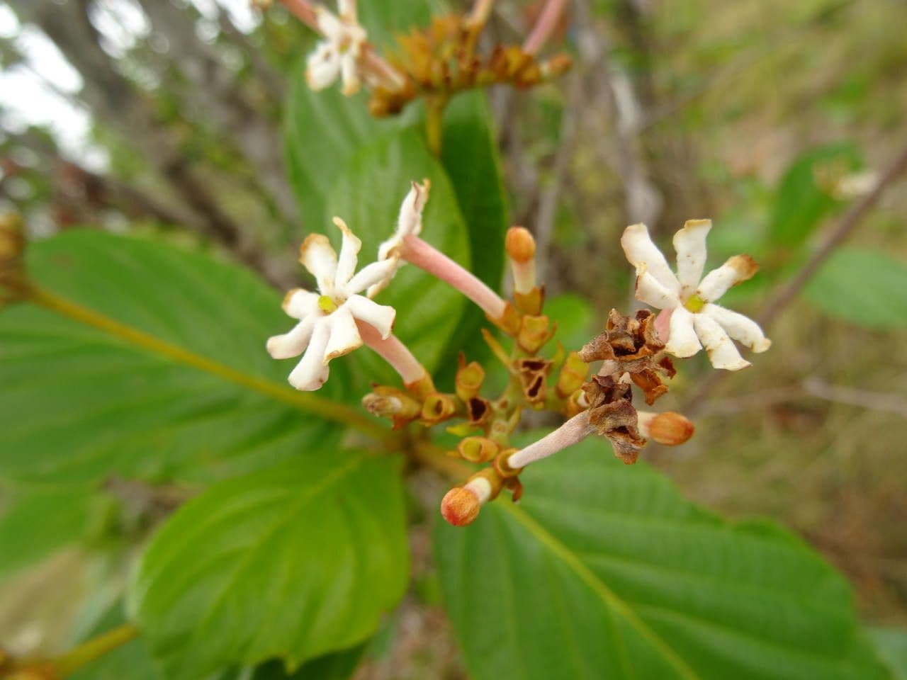 Guettarda scabra 10