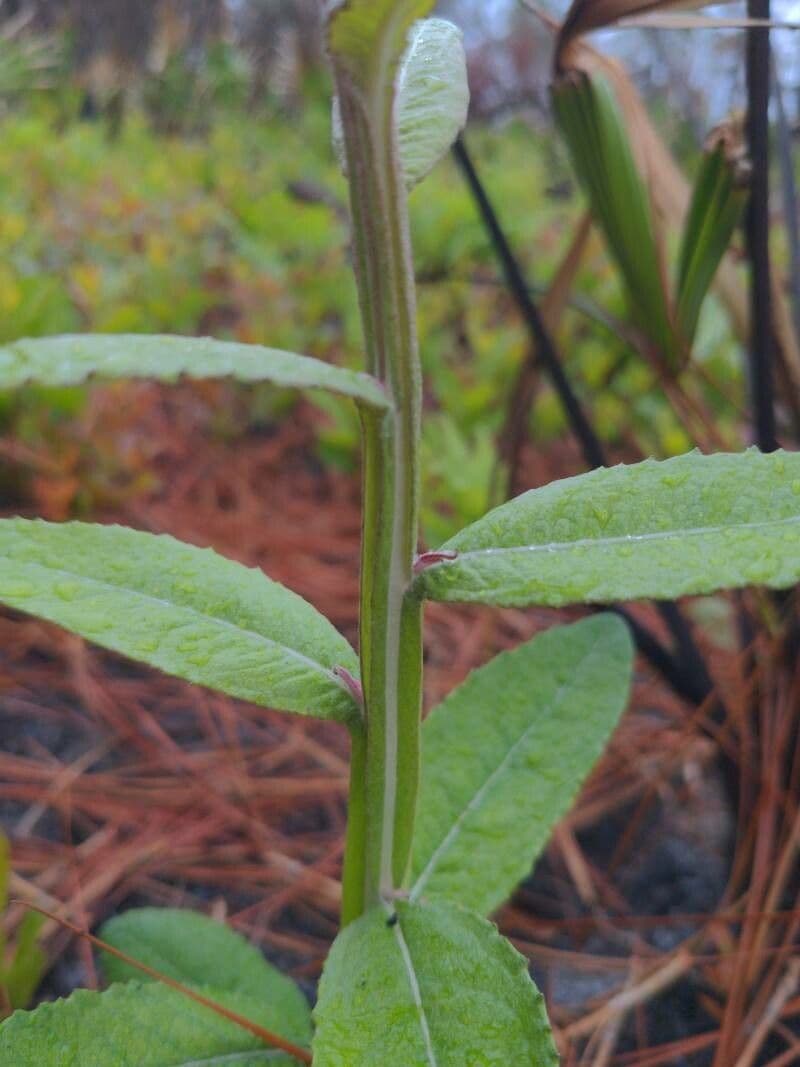 Pterocaulon 12