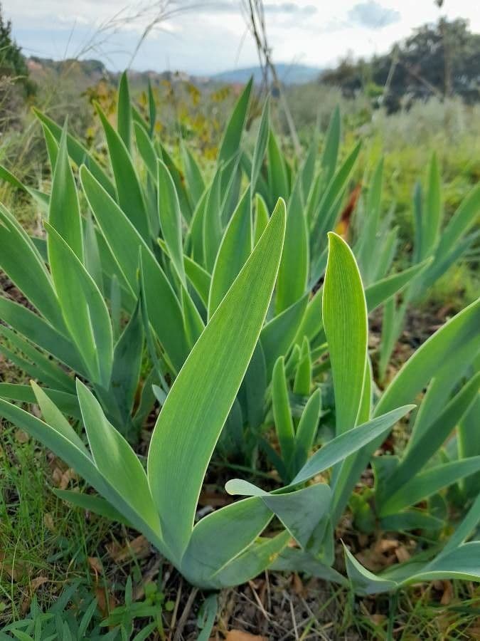 Iris de Perrier 12