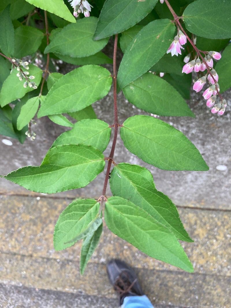 Deutzia 12