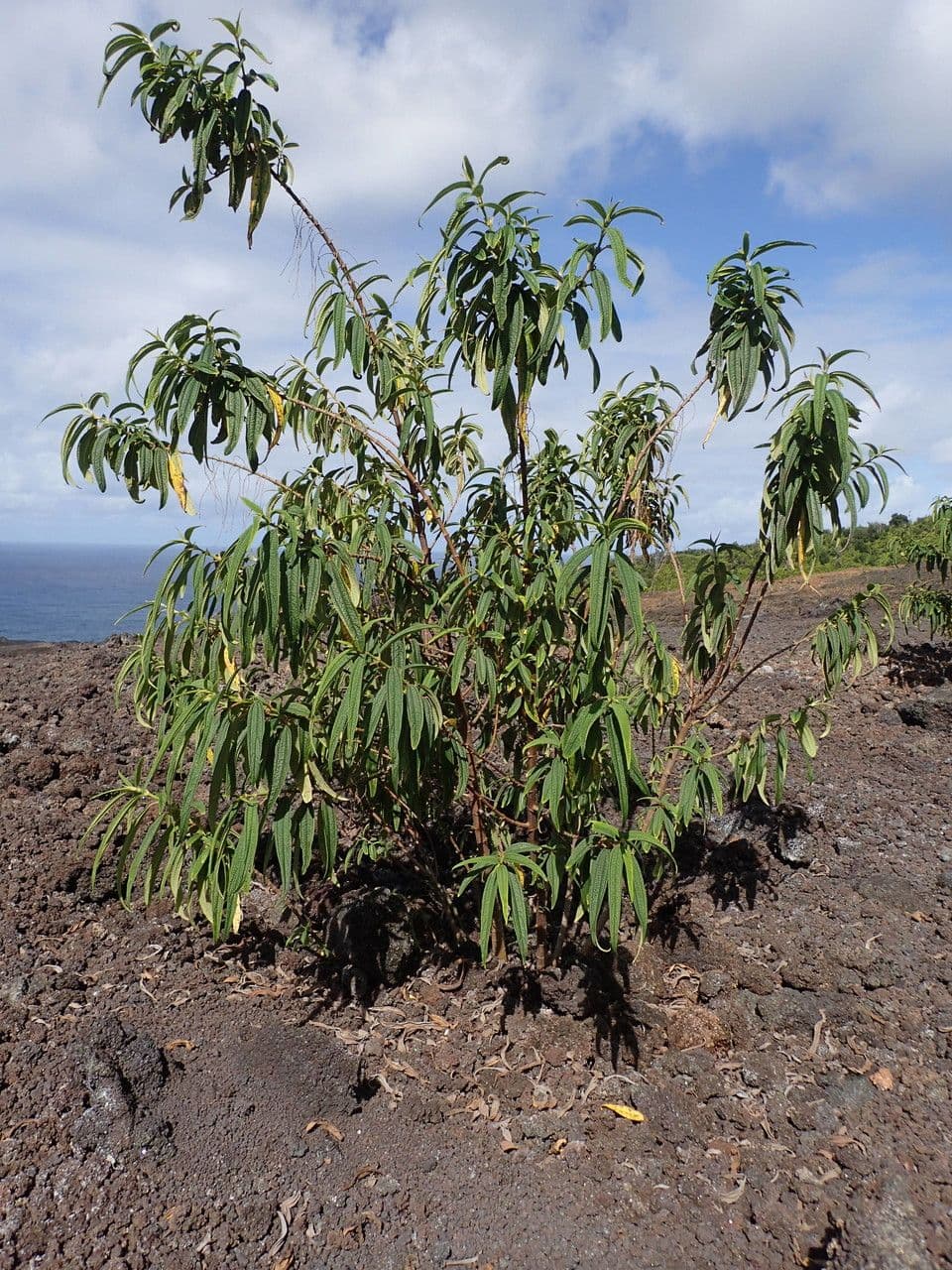 Ortica falsa pendula 15