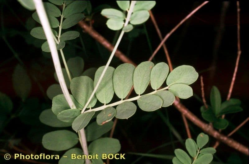 Coronilla coronata 23