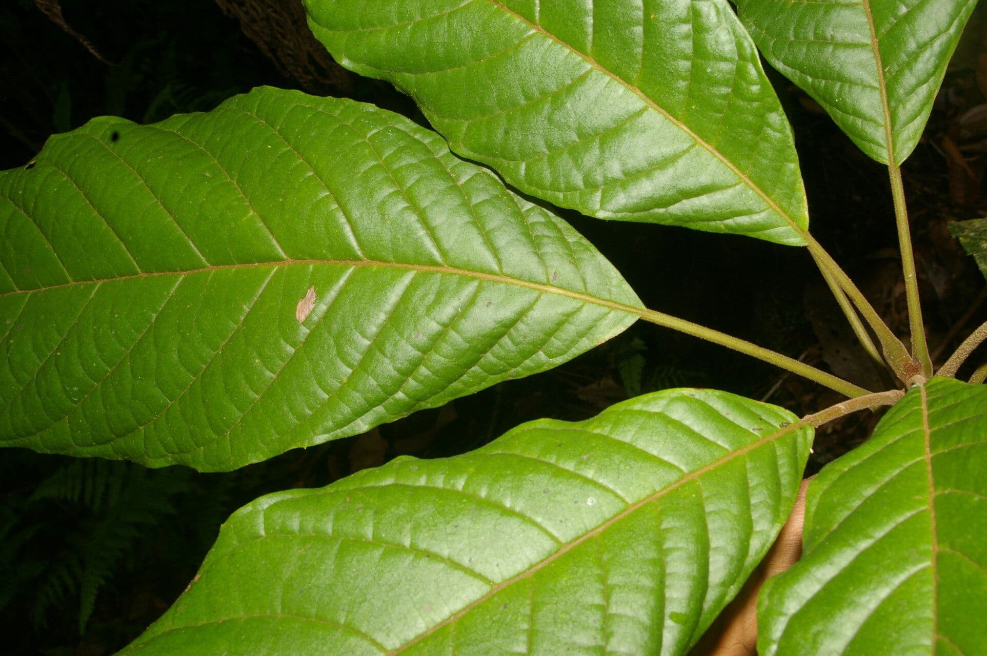 Meliosma 5