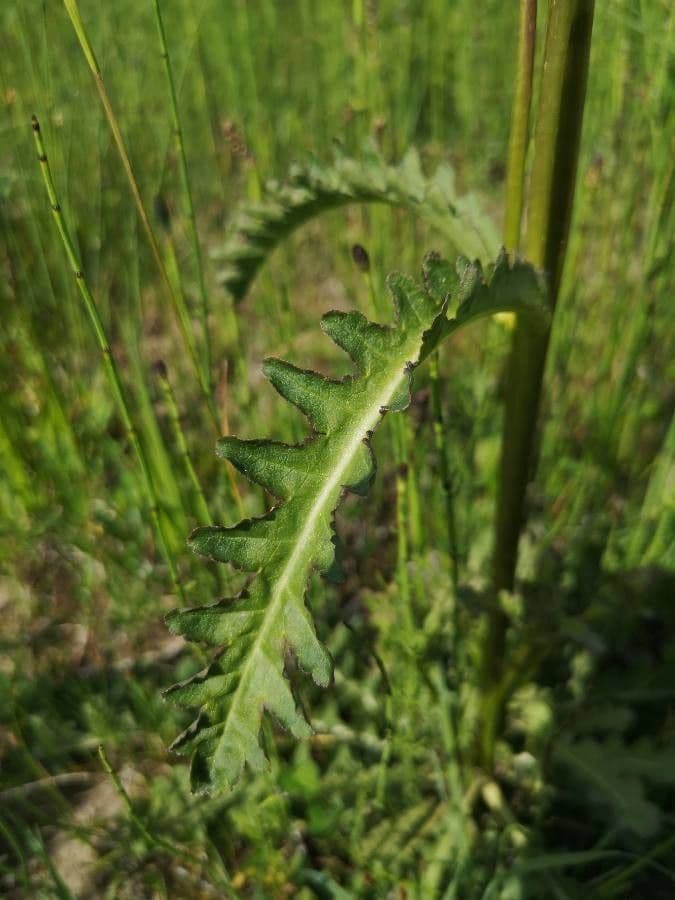 Pedicularis sceptrum-carolinum 11