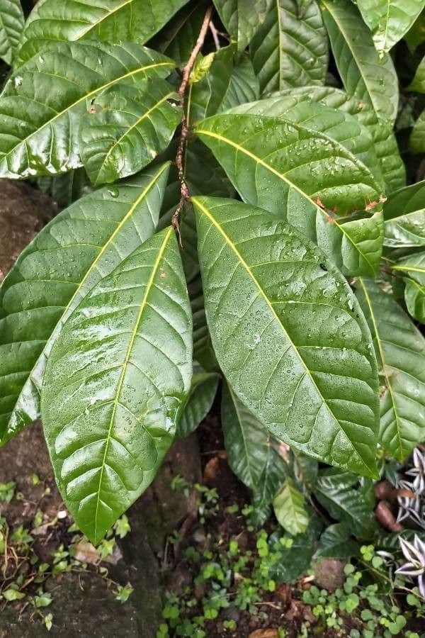 Coccoloba 7