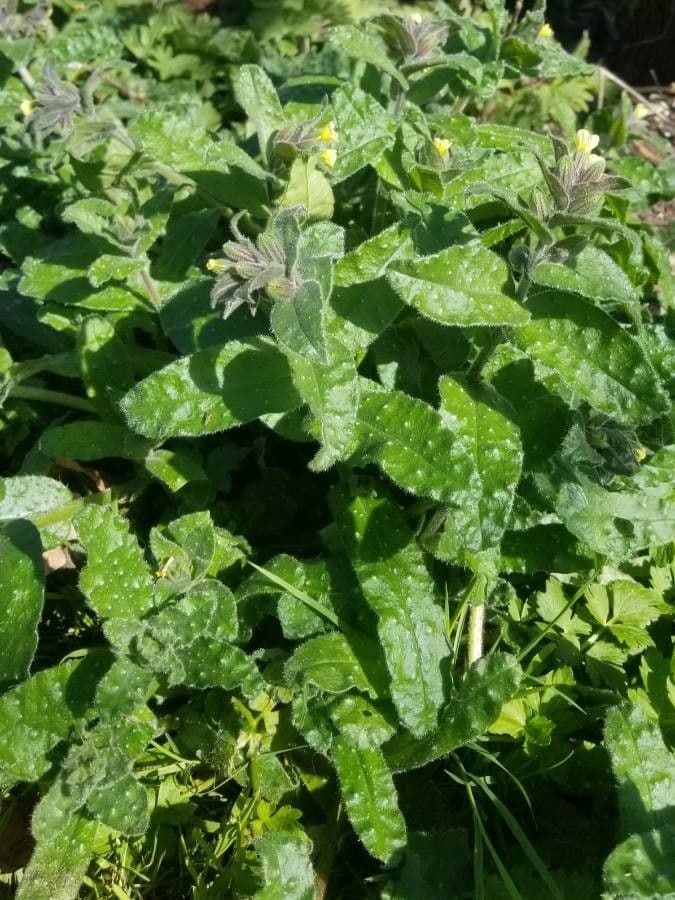 Nonea lutea 8