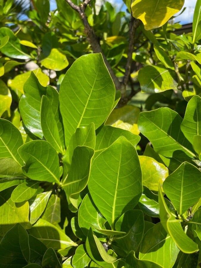 Gardenia tahitańska 16