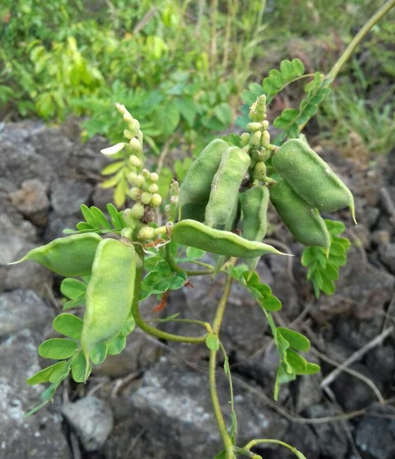 Abrus precatorius 3