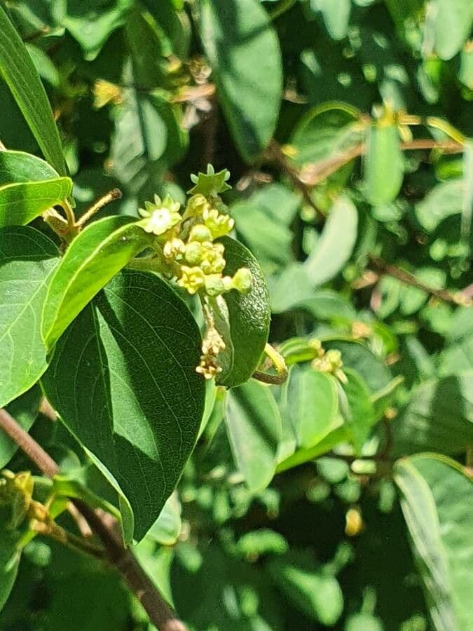 Helinus integrifolius 9