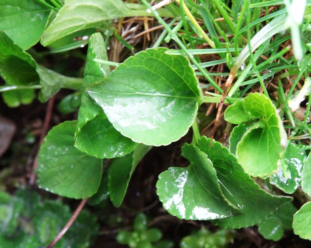 Viola pirenaica 14