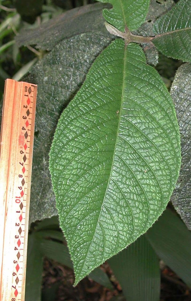 Siparuna 12