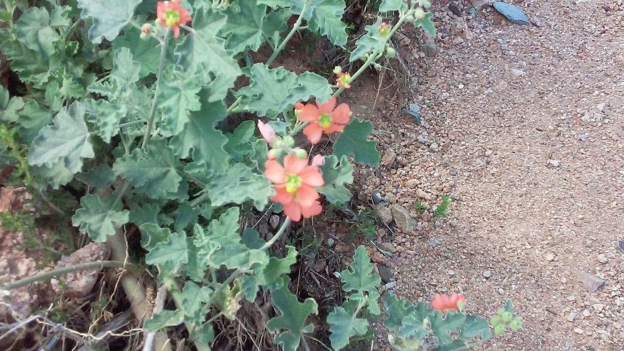 Sphaeralcea 6