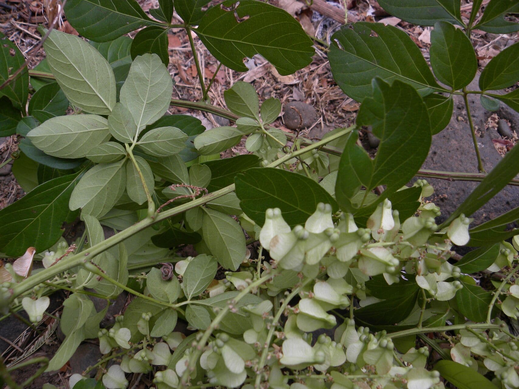 Serjania