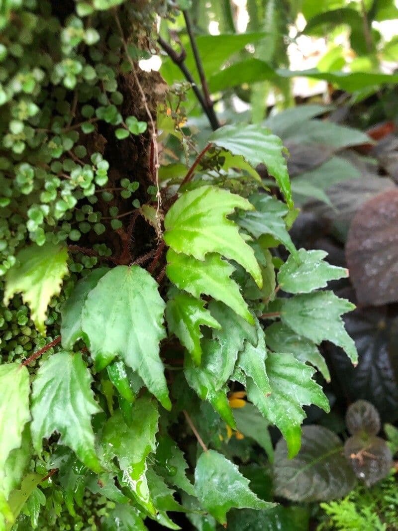 Begonia 7