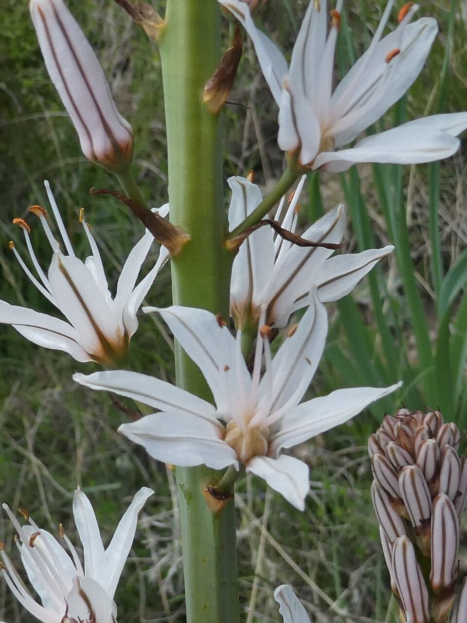 Asfodelo bianco 22