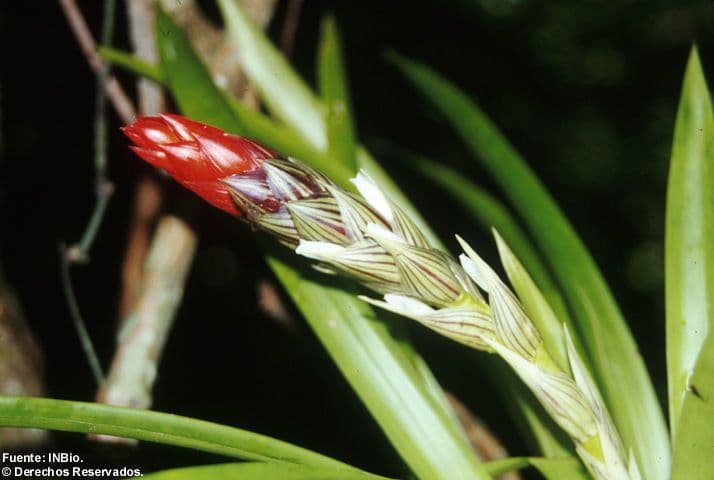 Guzmania monostachia 2