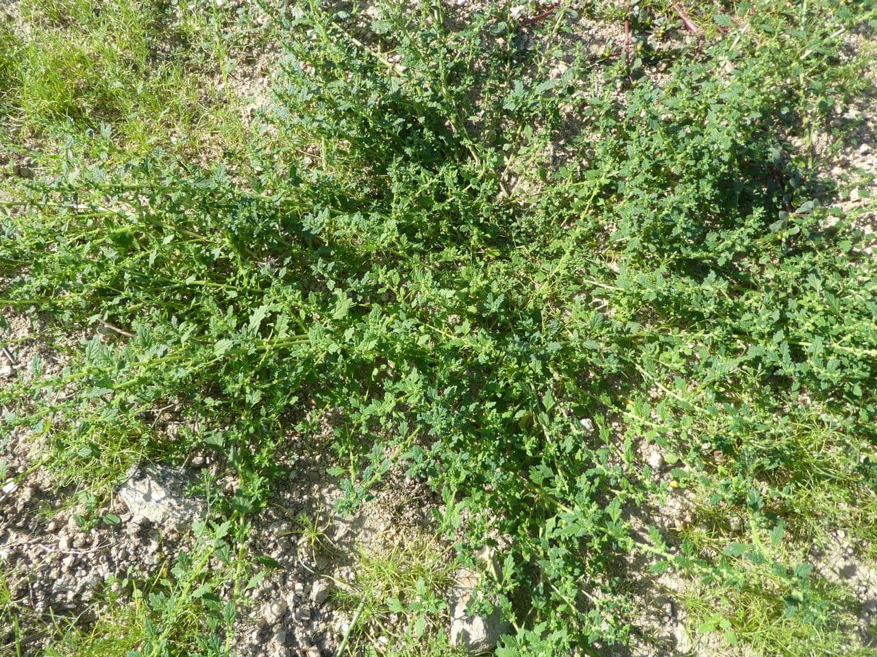 Chenopodio nano 15