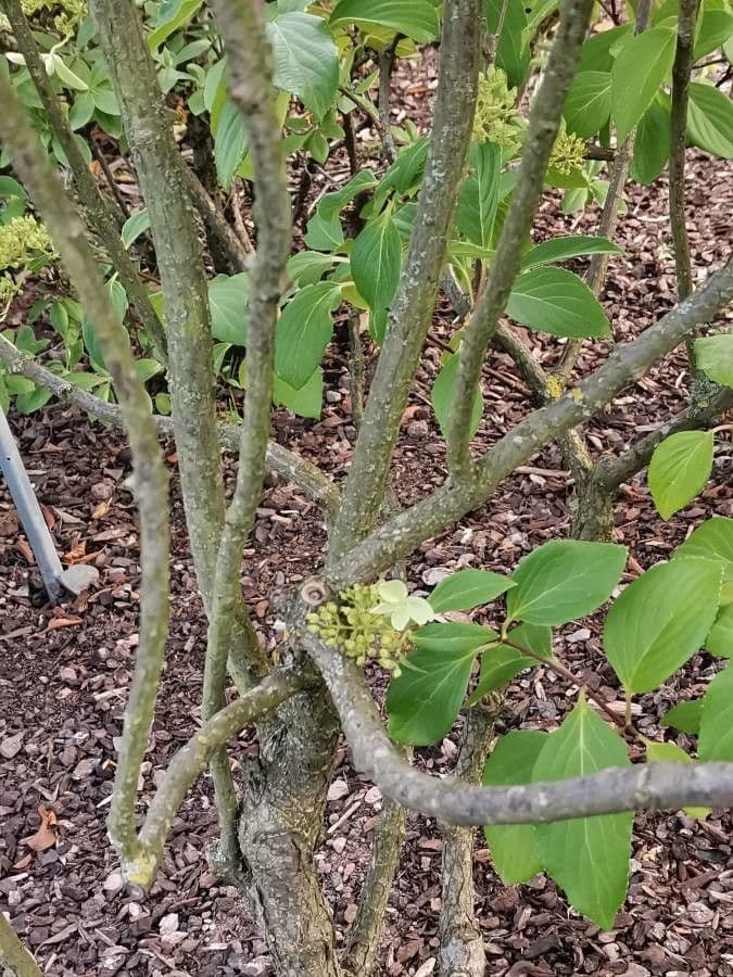 Cornus 4