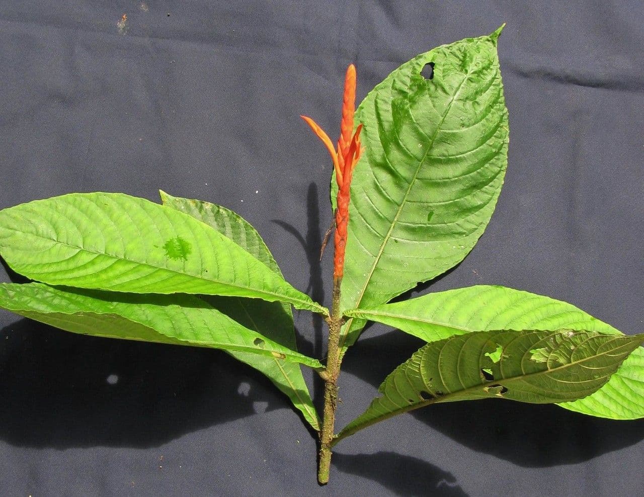 Aphelandra 11