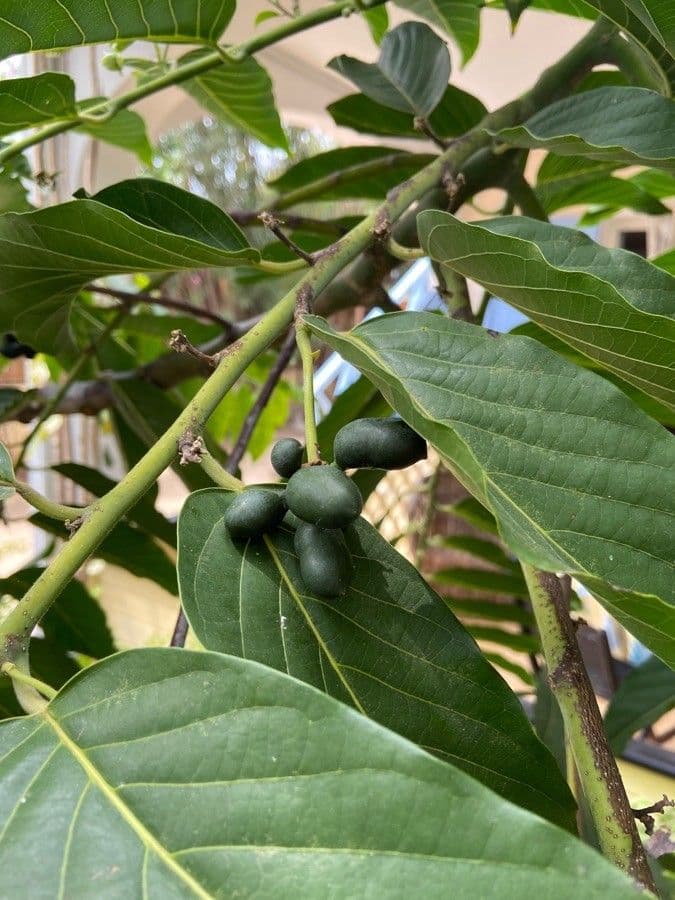 Ylang-ylang 5