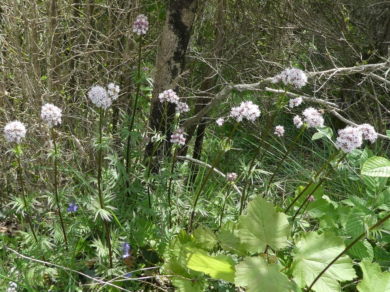 Valeriana comune 14