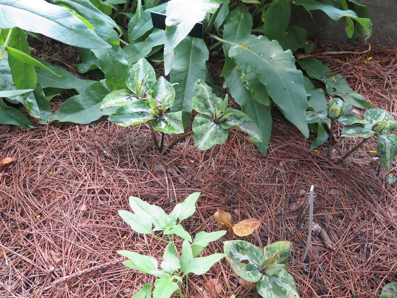 Trillium underwoodii 3