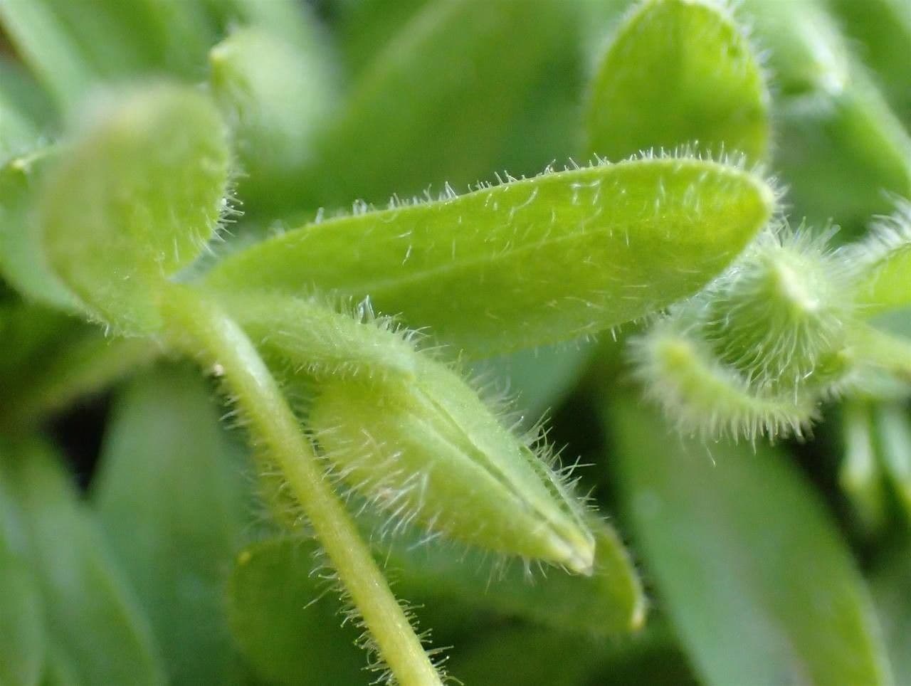 Cerastium 2