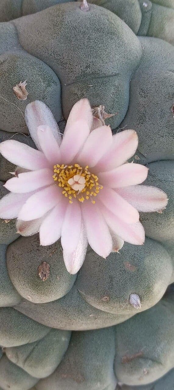 Peyote 2