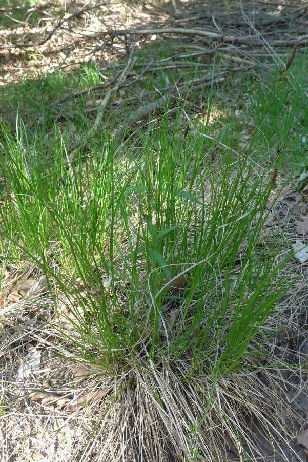 Sedge 13