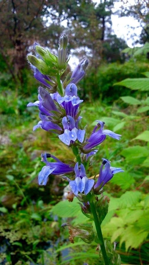 Lobelia blu 7
