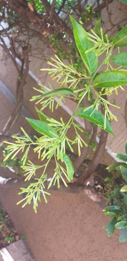 Cestrum nocturno 28