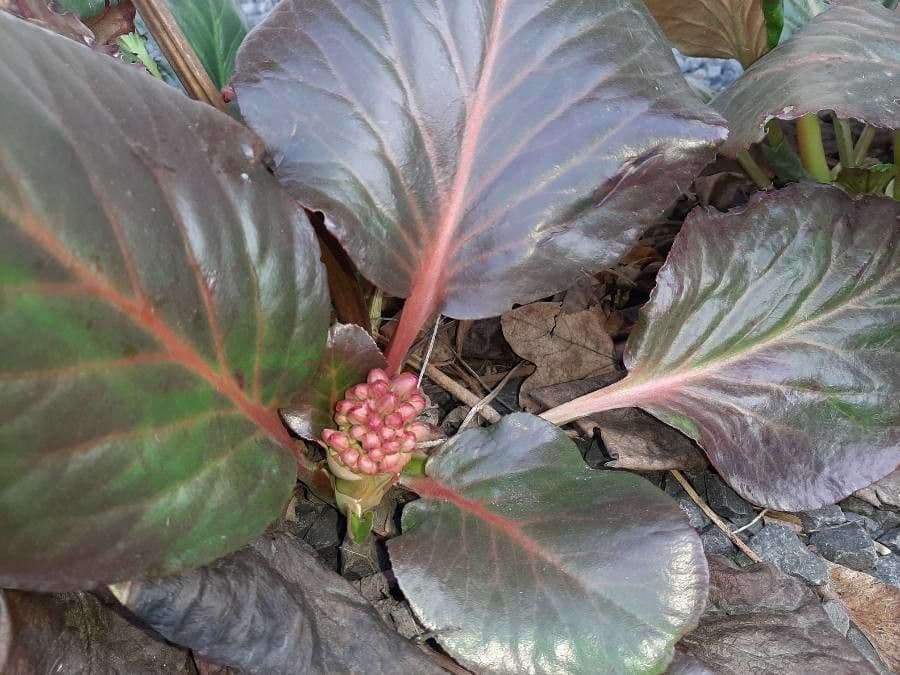 Bergenia cordifolia 4