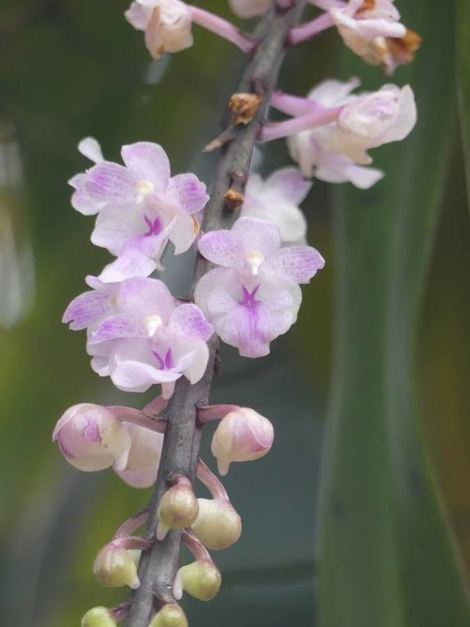 Fuchs-Orchidee 5