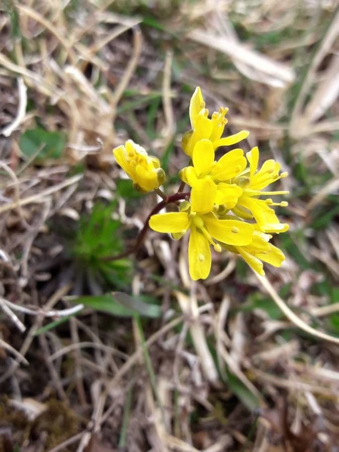 Draba aizoides 8
