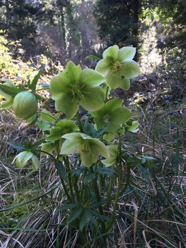 Elleboro verde 10
